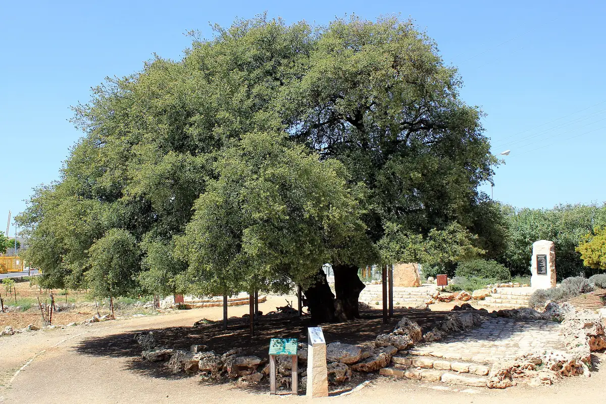 The Lone Oak of Gush Etzion, a broad old oak with a stone-paved visitors' area and signs beneath it